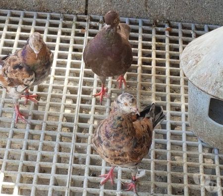 Vente Landes Aire sur l'Adour - 40800 - Photos Vivastreet Pigeons Triganini