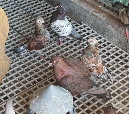 Vente Landes Aire sur l'Adour - 40800 - Photos Vivastreet Pigeons Triganini