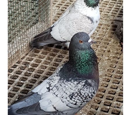Vente Landes Aire sur l'Adour - 40800 - Photos Vivastreet Pigeons Triganini