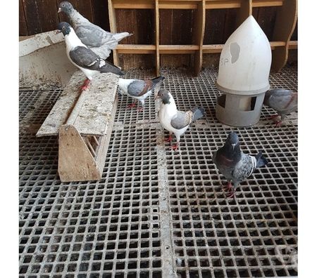 Vente Landes Aire sur l'Adour - 40800 - Photos Vivastreet Pigeons Triganini