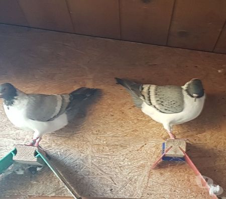 Vente Landes Aire sur l'Adour - 40800 - Photos Vivastreet Pigeons Triganini
