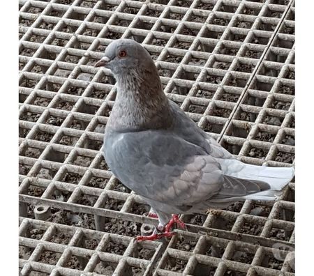 Vente Landes Aire sur l'Adour - 40800 - Photos Vivastreet Pigeons Triganini