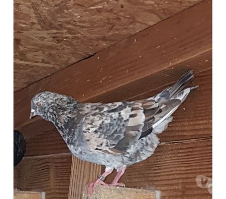 Vente Landes Aire sur l'Adour - 40800 - Photos Vivastreet Pigeons Triganini