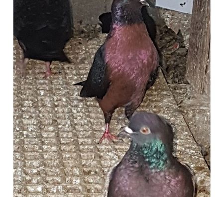 Vente Landes Aire sur l'Adour - 40800 - Photos Vivastreet Pigeons Triganini