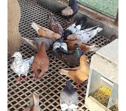 Vente animaux Aire sur l'Adour Landes - Photos Vivastreet Pigeons Triganini