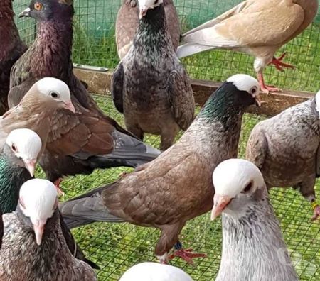 Vente Landes Aire sur l'Adour - 40800 - Photos Vivastreet Pigeons de vol catalans et de Majorque 