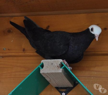 Vente Landes Aire sur l'Adour - 40800 - Photos Vivastreet Pigeons de vol catalans et de Majorque 