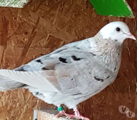 Vente Landes Aire sur l'Adour - 40800 - Photos Vivastreet Pigeons de vol catalans et de Majorque 