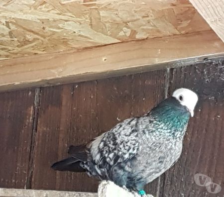 Vente Landes Aire sur l'Adour - 40800 - Photos Vivastreet Pigeons de vol catalans et de Majorque 