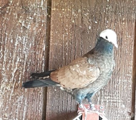 Vente Landes Aire sur l'Adour - 40800 - Photos Vivastreet Pigeons de vol catalans et de Majorque 