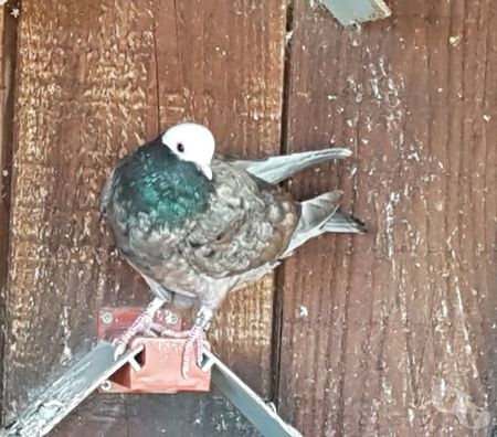 Vente Landes Aire sur l'Adour - 40800 - Photos Vivastreet Pigeons de vol catalans et de Majorque 