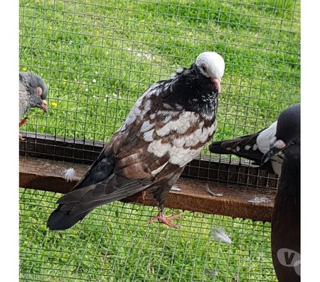 Vente Landes Aire sur l'Adour - 40800 - Photos Vivastreet Pigeons de vol catalans et de Majorque 