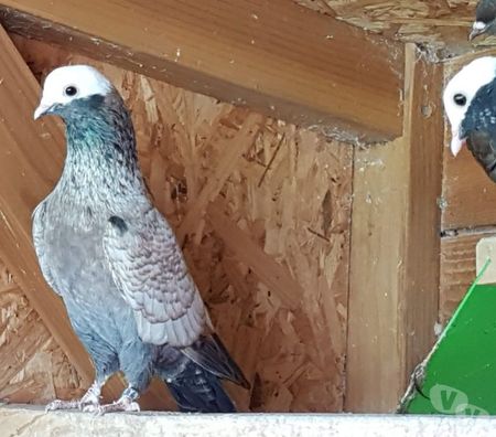 Vente Landes Aire sur l'Adour - 40800 - Photos Vivastreet Pigeons de vol catalans et de Majorque 