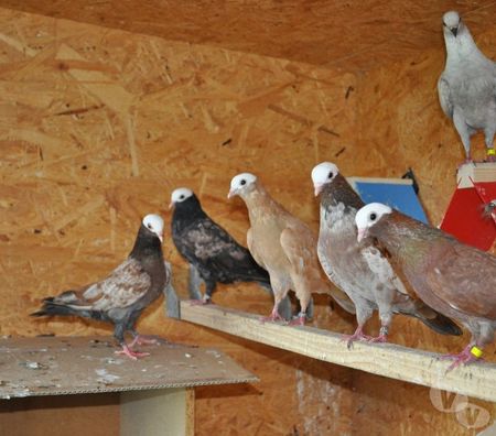 Vente Landes Aire sur l'Adour - 40800 - Photos Vivastreet Pigeons de vol catalans et de Majorque 