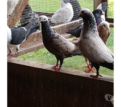 Vente animaux Aire sur l'Adour Landes - Photos Vivastreet Pigeons de vol catalans et de Majorque