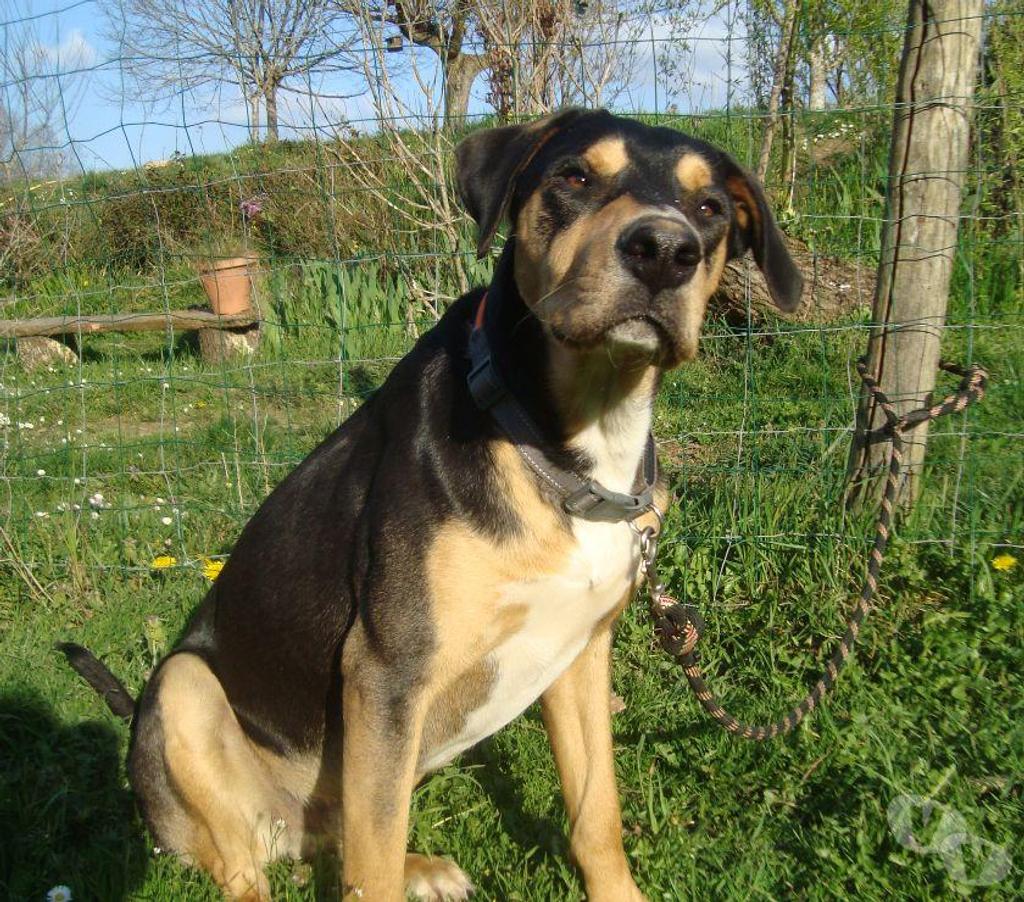 Don animaux Hautes-Pyrénées Tarbes - 65000 - Photos Vivastreet A ADOPTER " HENKO"- CHIEN TYPE BAUCERON NON LOF - ( DON)