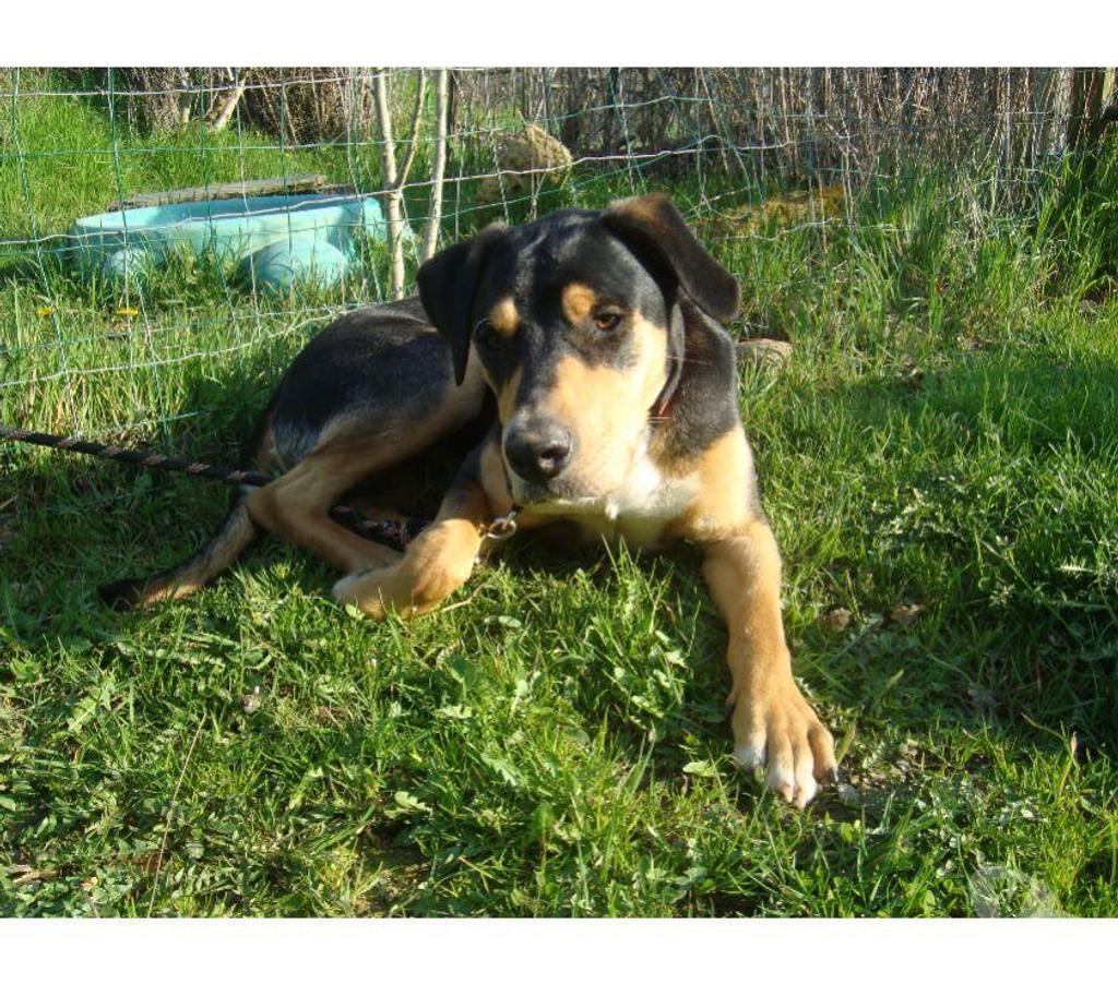 Don animaux Hautes-Pyrénées Tarbes - 65000 - Photos Vivastreet A ADOPTER " HENKO"- CHIEN TYPE BAUCERON NON LOF - ( DON)