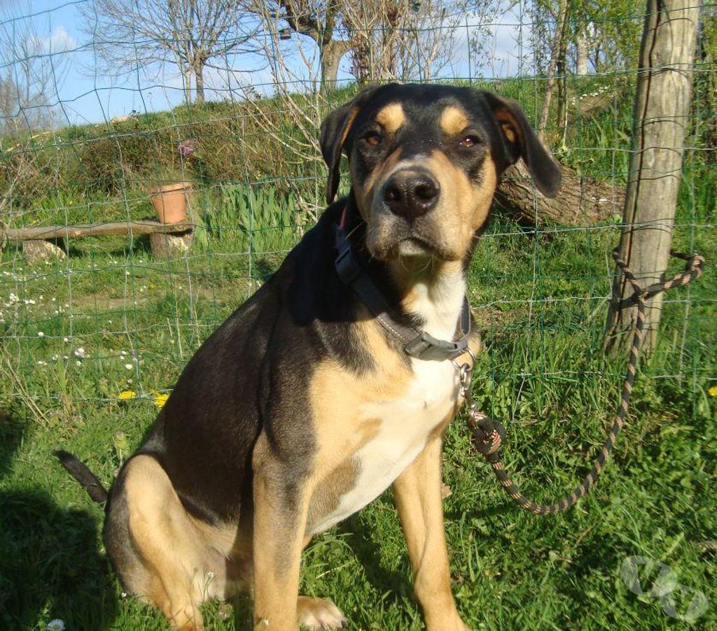 Don animaux Hautes-Pyrénées Tarbes - 65000 - Photos Vivastreet A ADOPTER " HENKO"- CHIEN TYPE BAUCERON NON LOF - ( DON)