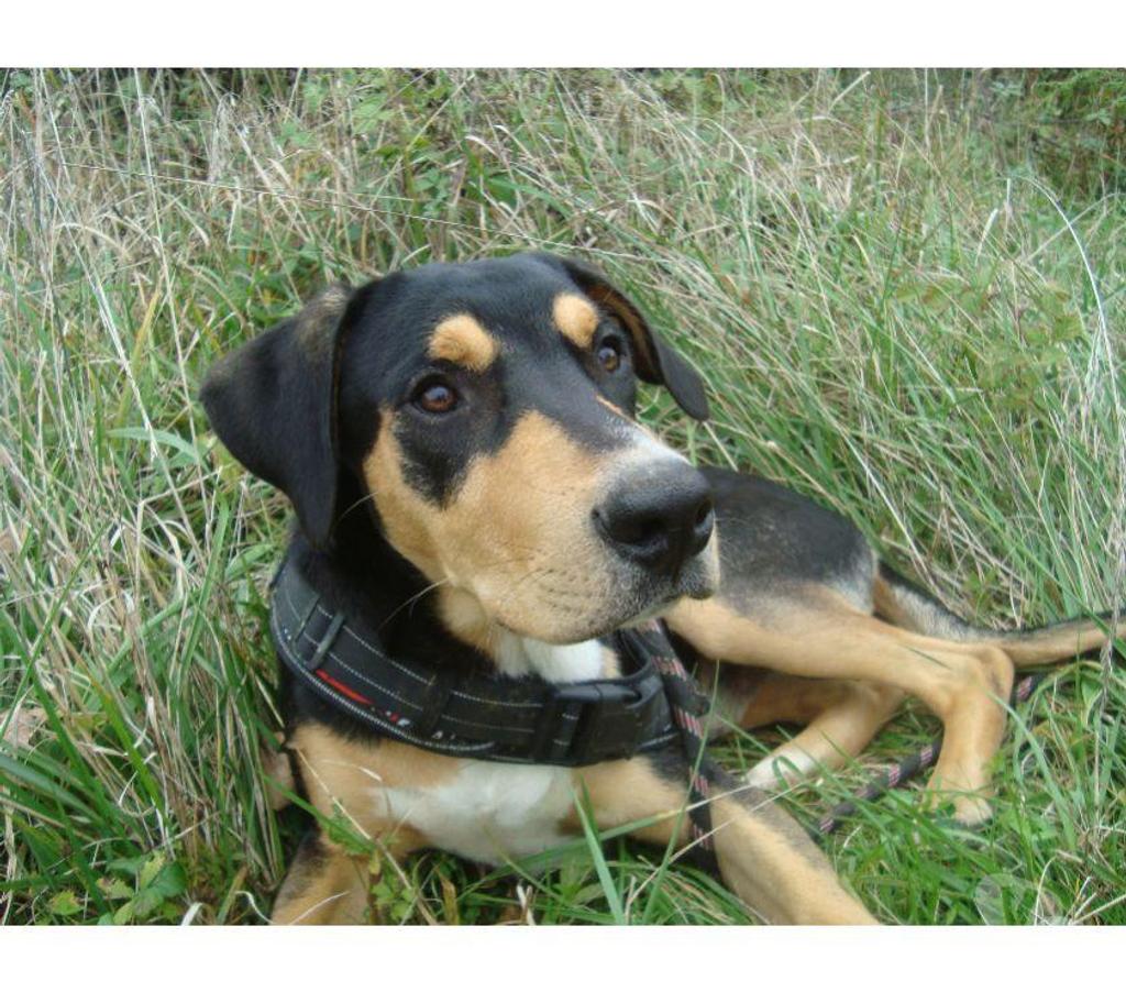 Don animaux Hautes-Pyrénées Tarbes - 65000 - Photos Vivastreet A ADOPTER " HENKO"- CHIEN TYPE BAUCERON NON LOF - ( DON)