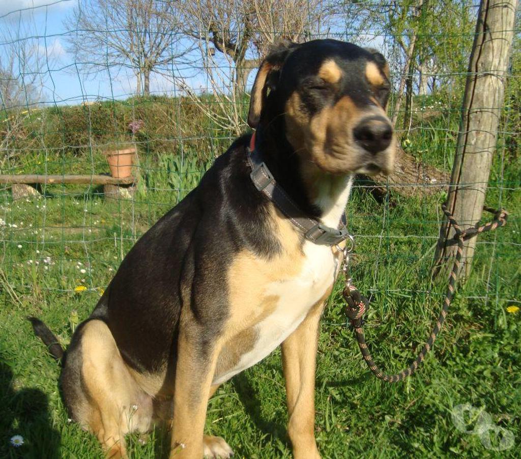 Don animaux Hautes-Pyrénées Tarbes - 65000 - Photos Vivastreet A ADOPTER " HENKO"- CHIEN TYPE BAUCERON NON LOF - ( DON)
