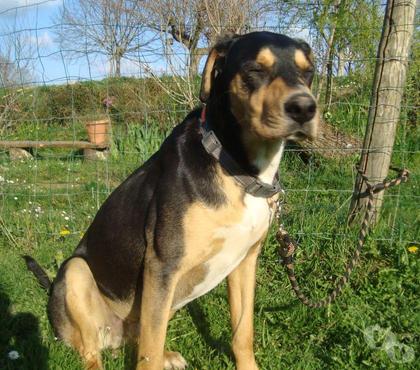 Don animaux Tarbes Hautes-Pyrénées - Photos Vivastreet A ADOPTER 