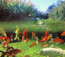 poisson de bassin ou d'aquarium