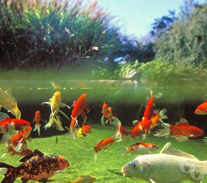 Vente animaux St Yrieix sur Charente Charente - Photos Vivastreet poisson de bassin ou d'aquarium