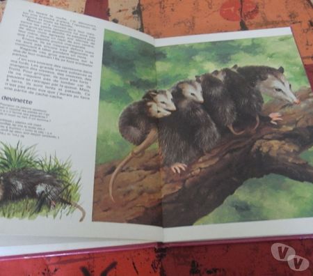 Livres occasion Manche Le Teilleul - 50640 - Photos Vivastreet 2 livres enfants les animaux musiciens et bébé cerf