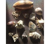 Lot de coquillages