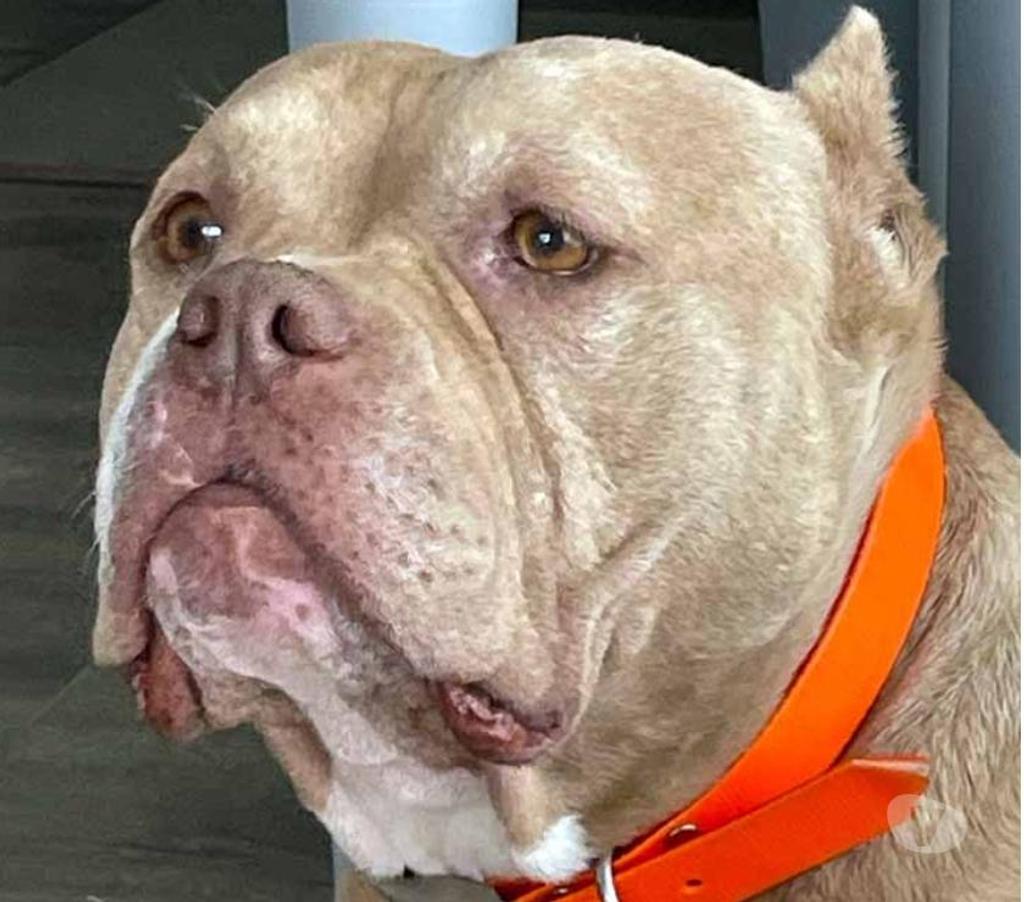 Don animaux Loire-Atlantique Maisdon sur Sevre - 44690 - Photos Vivastreet MISS MARYLINE, adorable American Bully à l'adoption