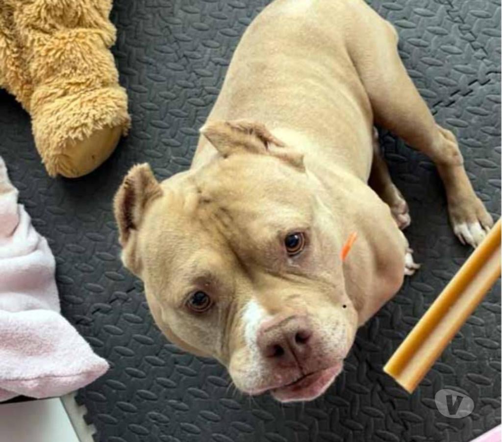 Don animaux Loire-Atlantique Maisdon sur Sevre - 44690 - Photos Vivastreet MISS MARYLINE, adorable American Bully à l'adoption