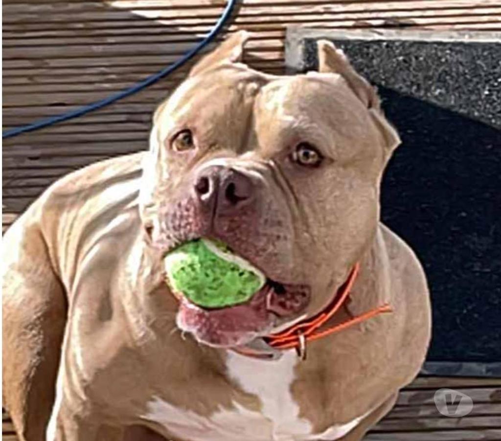 Don animaux Loire-Atlantique Maisdon sur Sevre - 44690 - Photos Vivastreet MISS MARYLINE, adorable American Bully à l'adoption