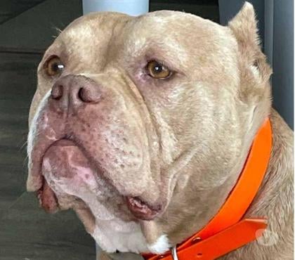Don animaux Maisdon sur Sevre Loire-Atlantique - Photos Vivastreet MISS MARYLINE, adorable American Bully à l'adoption