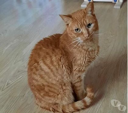 Adoption animaux Beaumont le Roger Eure - Photos Vivastreet MOJITO 8 ans dont 8 ans d'accueil à adopter