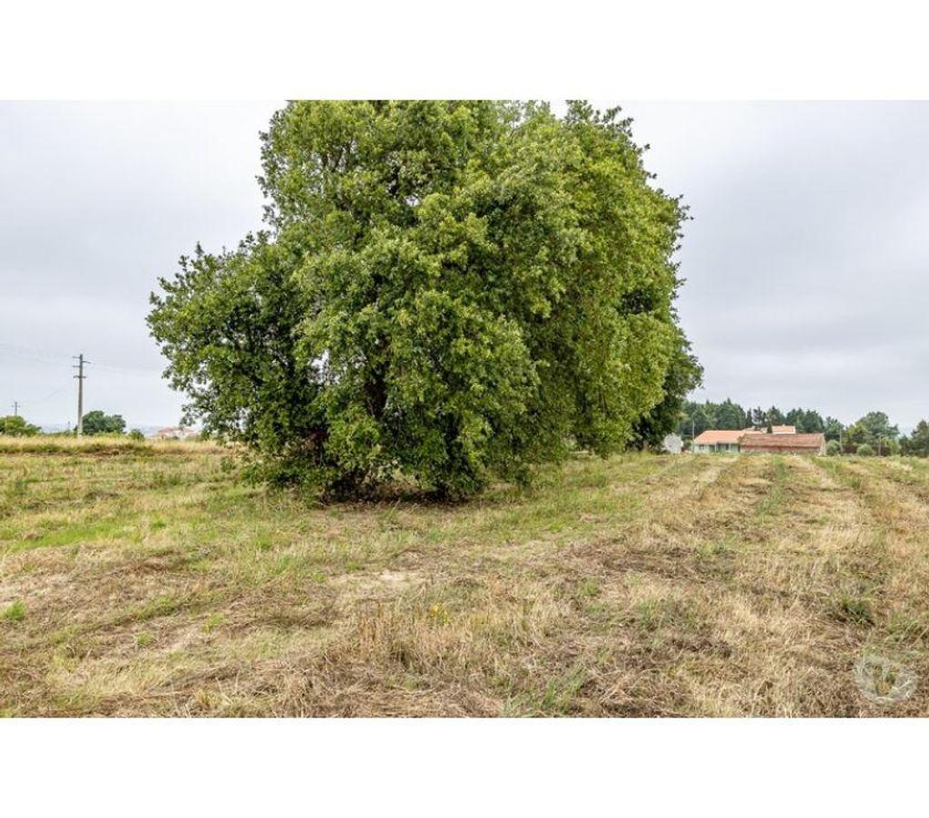 Vente Maison Portugal - Photos Vivastreet Maison - Bombarral - 221m2