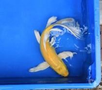 carpe koi voile