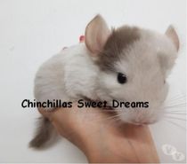 5 chinchillas nouveaux nés de votre élevage familial