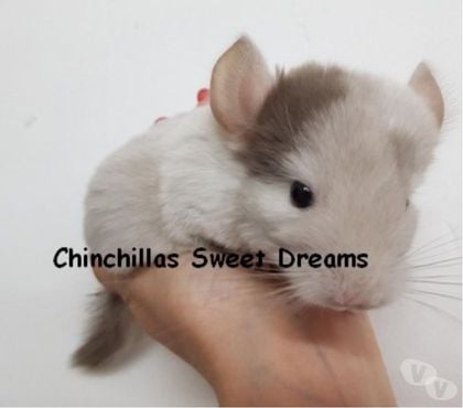 Vente animaux Paris 8ème ardt Paris - Photos Vivastreet 5 chinchillas nouveaux nés de votre élevage familial