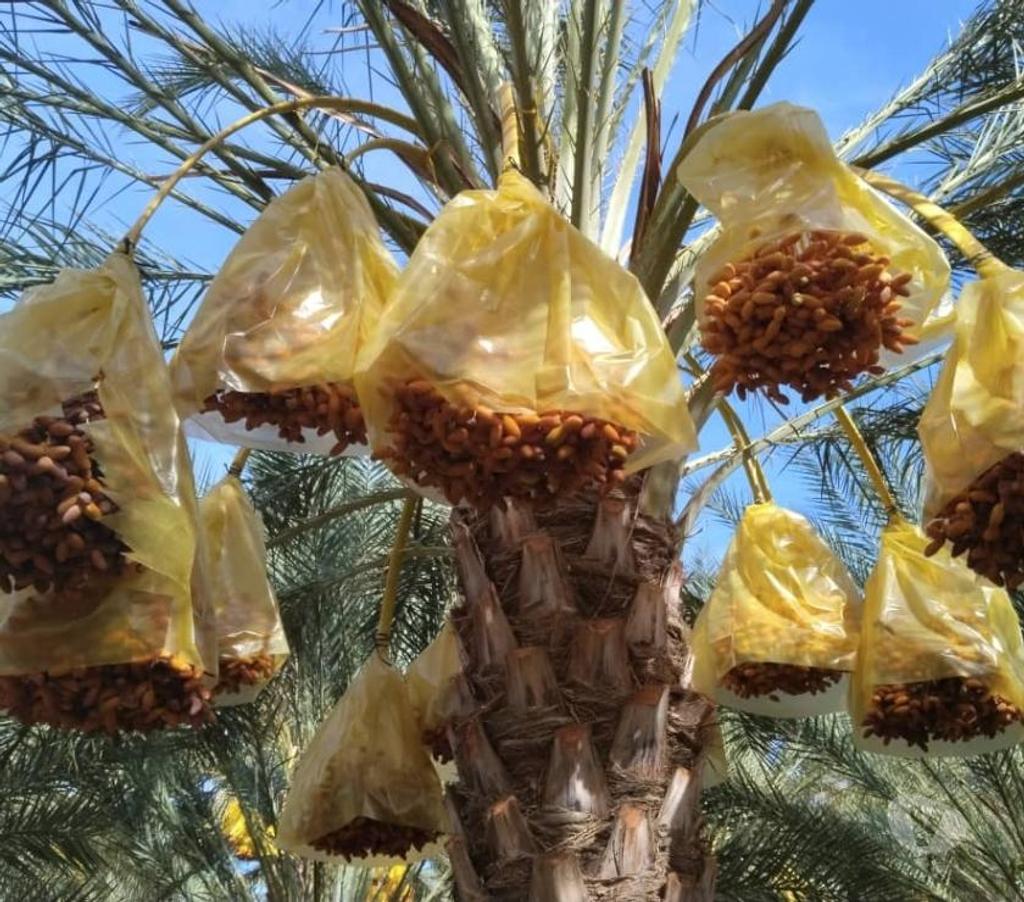 Vente Terres Agricoles Algérie - Photos Vivastreet Grande plantation de Palmiers Dattiers