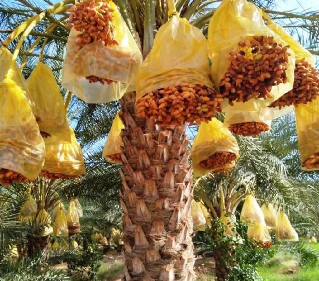 Vente Terres Agricoles Algérie - Photos Vivastreet Grande plantation de Palmiers Dattiers