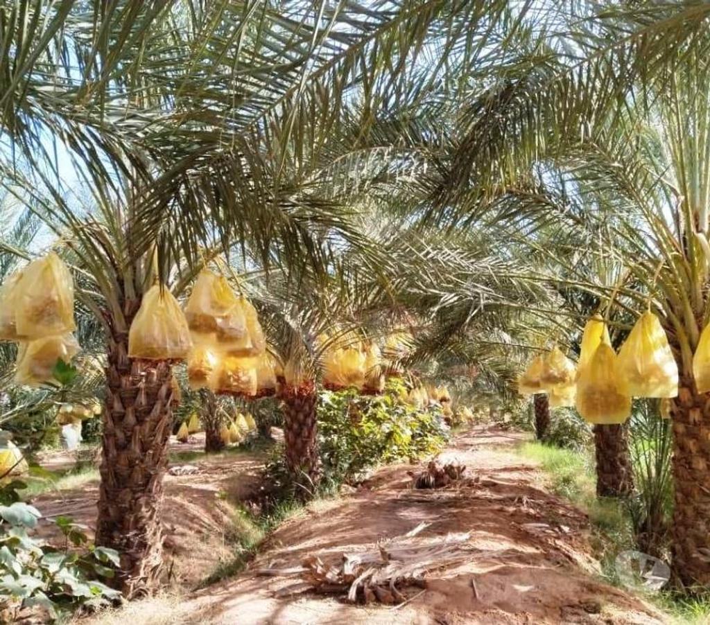 Vente Terres Agricoles Algérie - Photos Vivastreet Grande plantation de Palmiers Dattiers