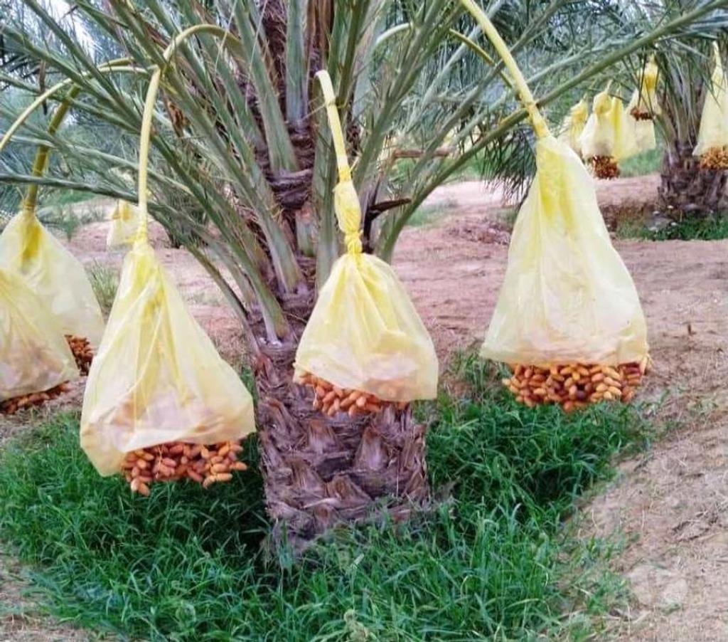Vente Terres Agricoles Algérie - Photos Vivastreet Grande plantation de Palmiers Dattiers