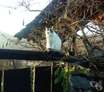 Garde animaux de compagnie, chats et chiens de petite taille