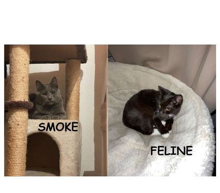 Don animaux Eure Pacy sur Eure - 27120 - Photos Vivastreet Smoke et Féline 5 ans à adopter ensemble