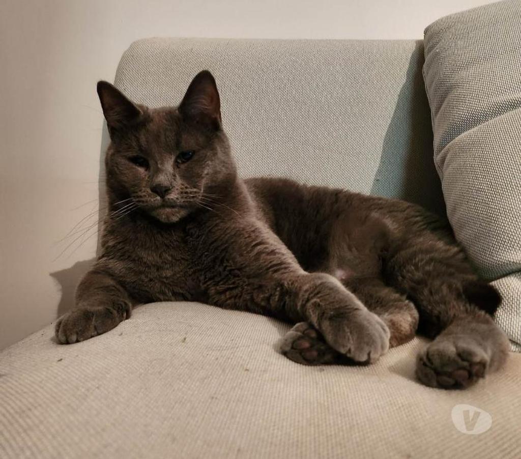 Don animaux Eure Pacy sur Eure - 27120 - Photos Vivastreet Smoke et Féline 5 ans à adopter ensemble