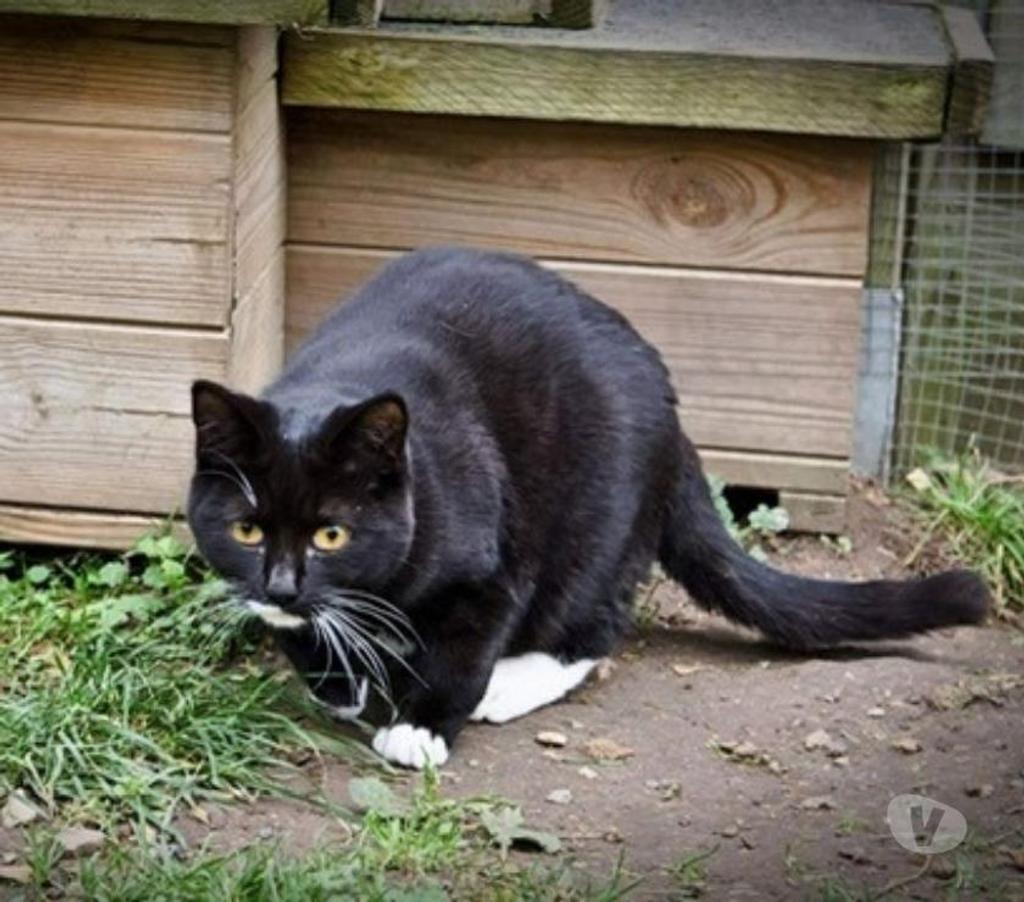 Don animaux Eure Pacy sur Eure - 27120 - Photos Vivastreet Smoke et Féline 5 ans à adopter ensemble