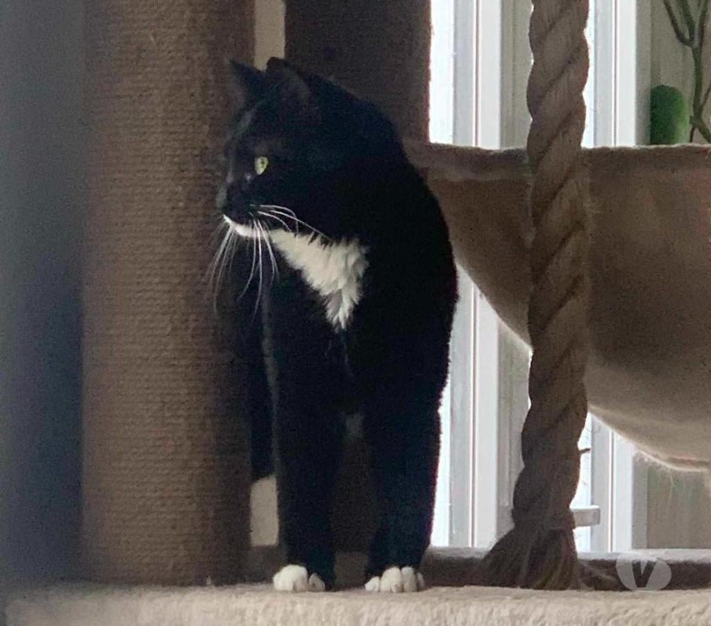 Don animaux Eure Pacy sur Eure - 27120 - Photos Vivastreet Smoke et Féline 5 ans à adopter ensemble