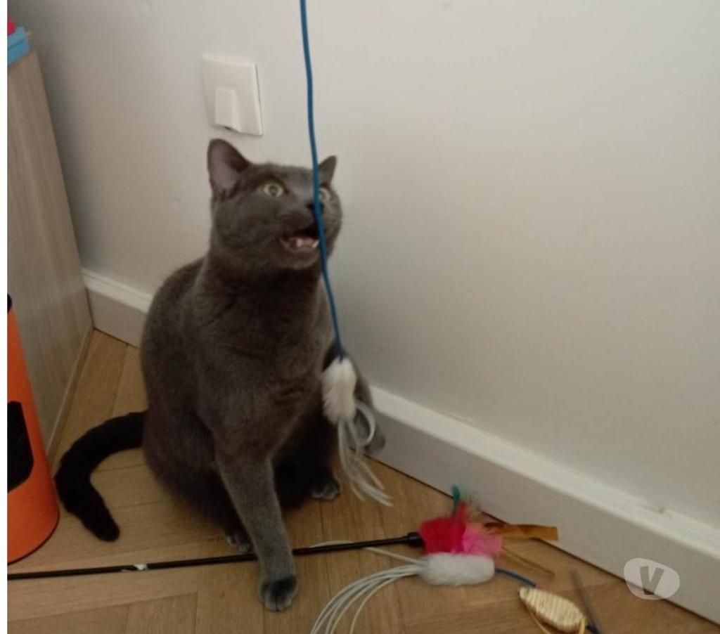 Don animaux Eure Pacy sur Eure - 27120 - Photos Vivastreet Smoke et Féline 5 ans à adopter ensemble