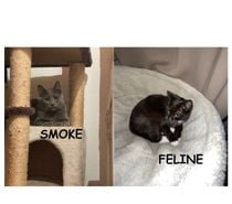 Smoke et Féline 5 ans à adopter ensemble