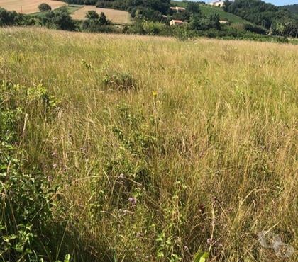 Vente Terrain Alaigne Aude - Photos Vivastreet TERRAIN A BATIR 5300 M²